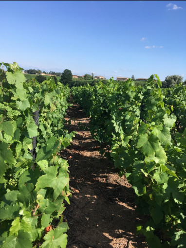 Vignes et Terroirs : Monterniere