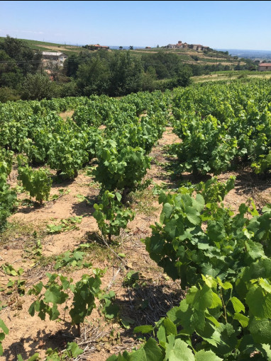 Vignes et Terroirs : Sigaux